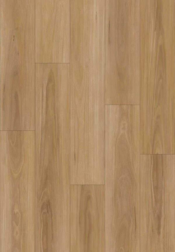 Blackbutt