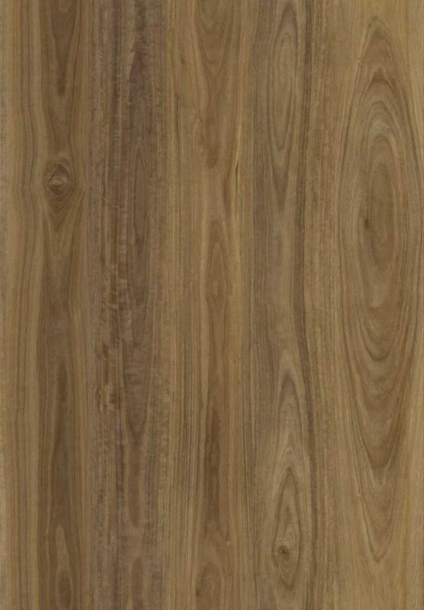 Spotted Gum